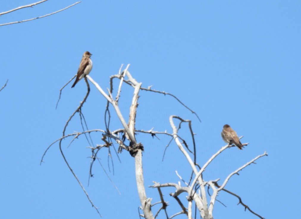 Northern Rough-winged Swallow - ML617771475