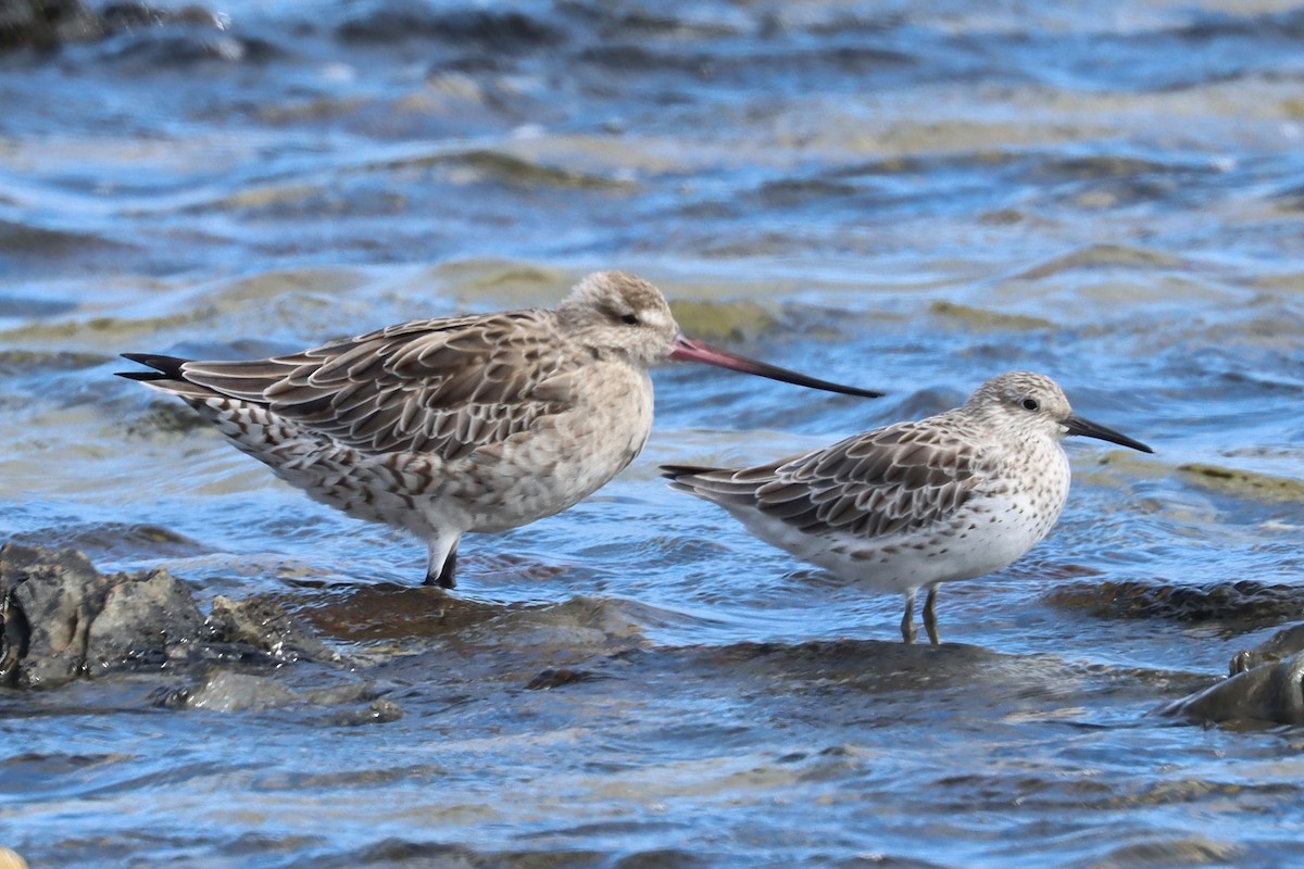 Great Knot - ML617771488