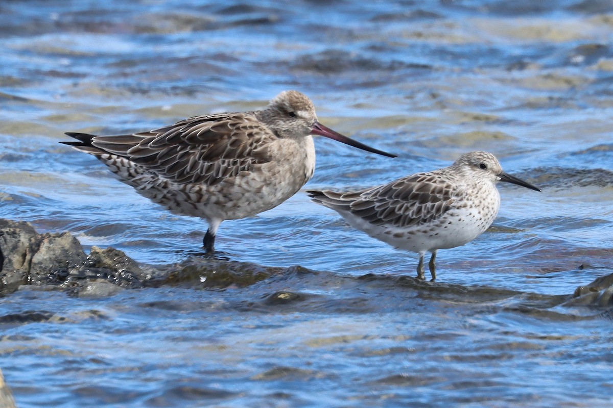 Great Knot - ML617771489