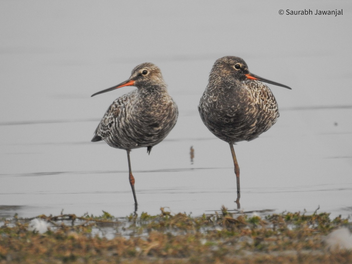 Spotted Redshank - ML617771542