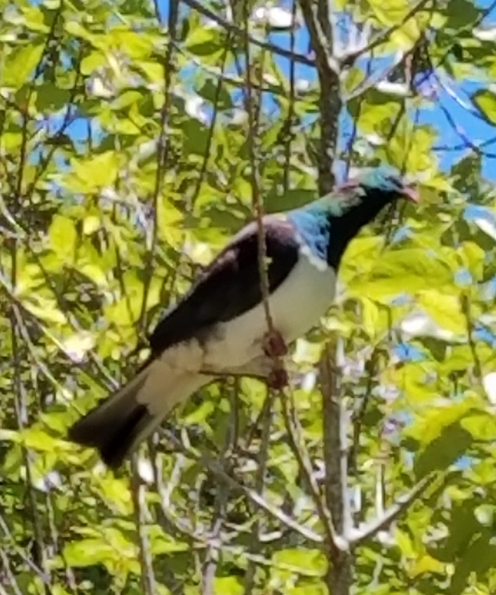 New Zealand Pigeon - ML617771546