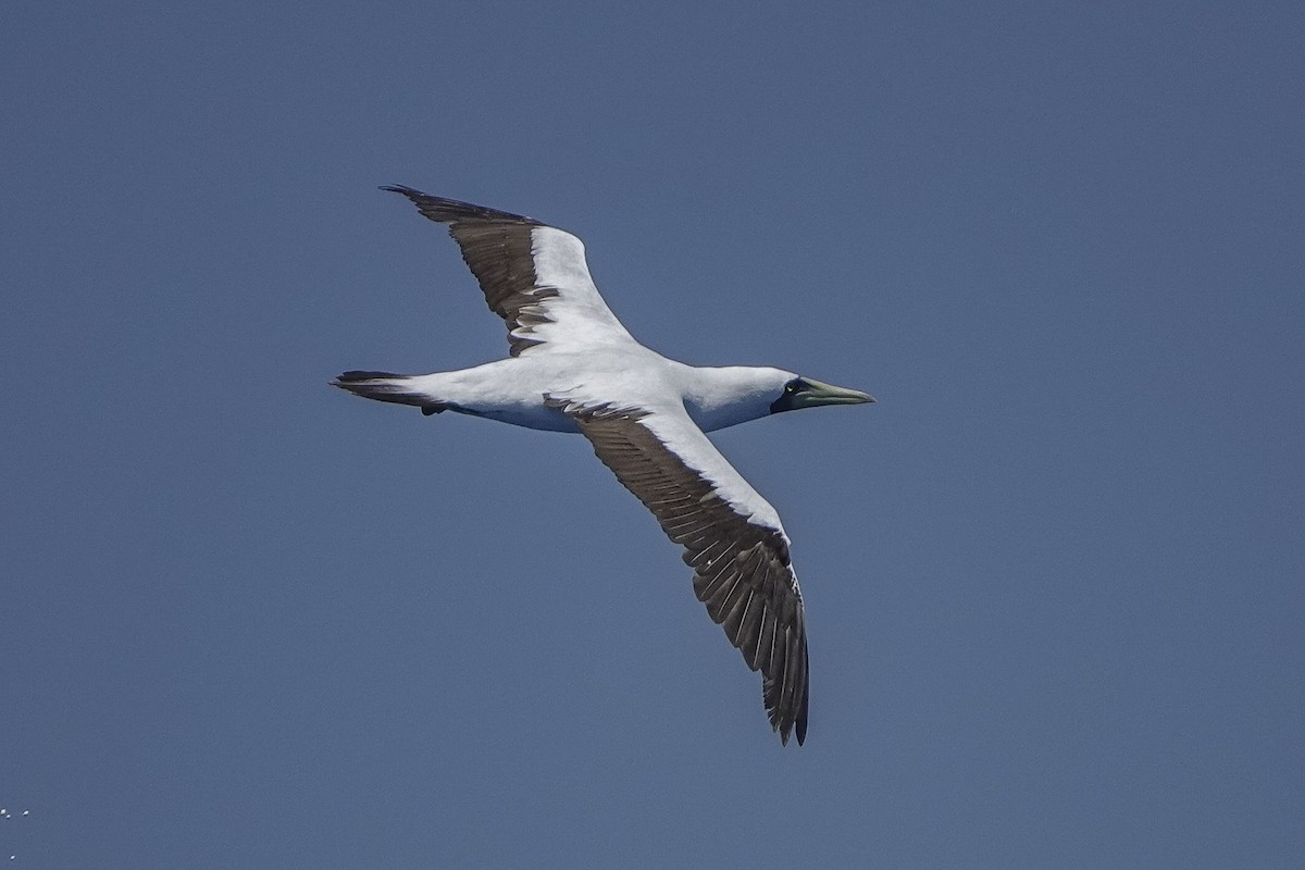 Masked Booby - ML617771561