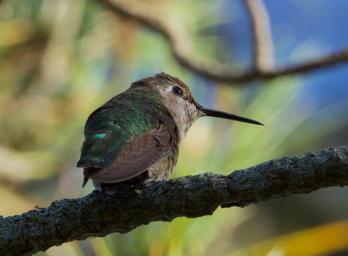 Anna's Hummingbird - Pair of Wing-Nuts