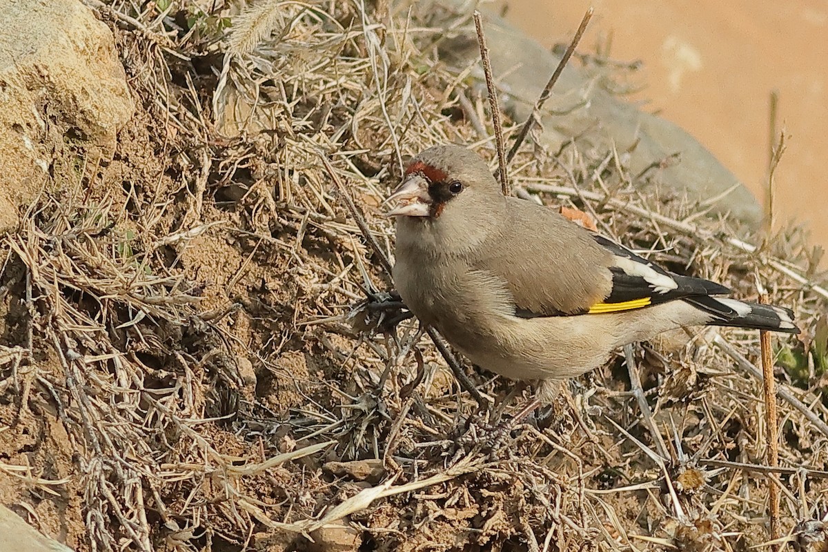 European Goldfinch - Manjusha Savant