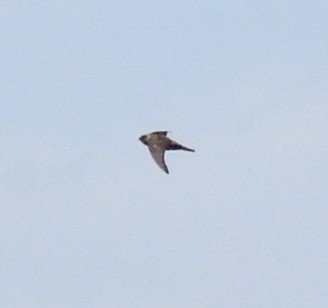 Indian Swiftlet - ML617771701