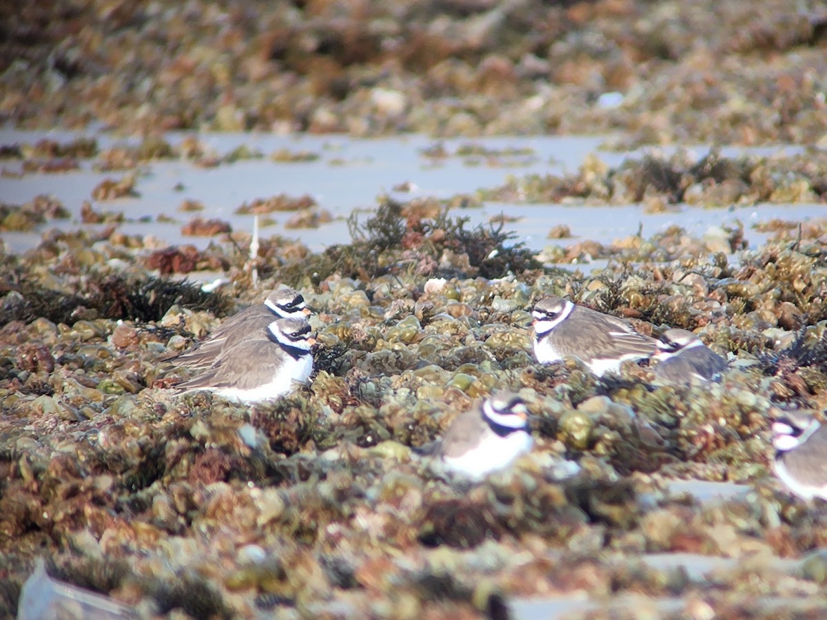 Common Ringed Plover - ML617771719