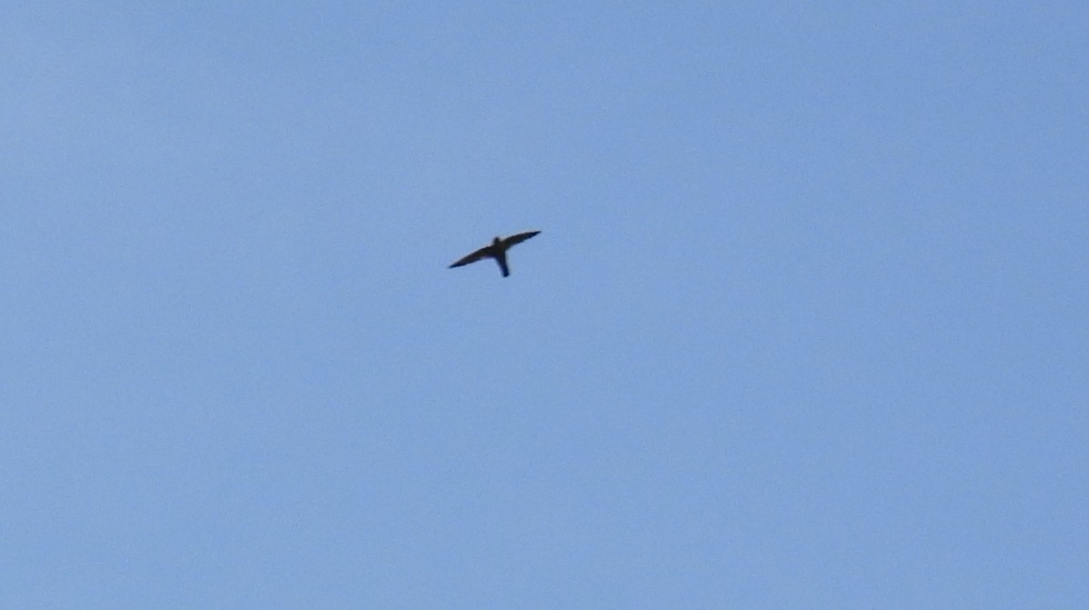 Indian Swiftlet - ML617771722