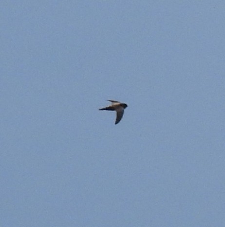 Indian Swiftlet - ML617771734