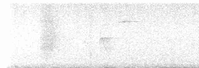 White-collared Manakin - ML617771754
