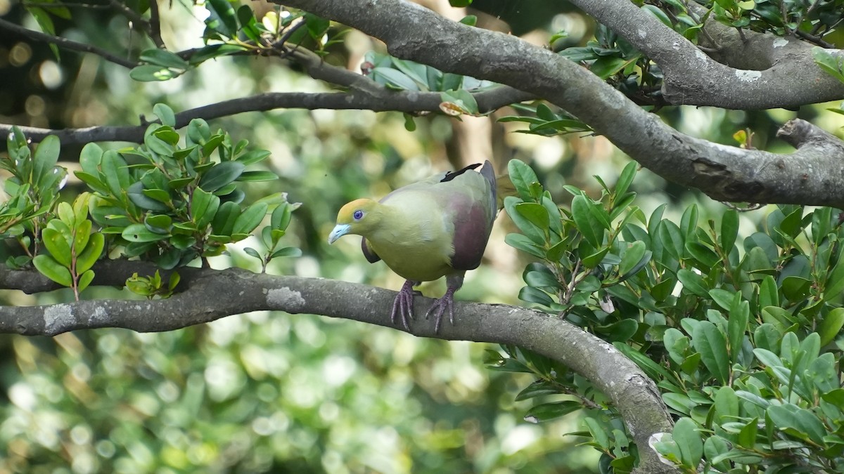 Whistling Green-Pigeon - ML617771826
