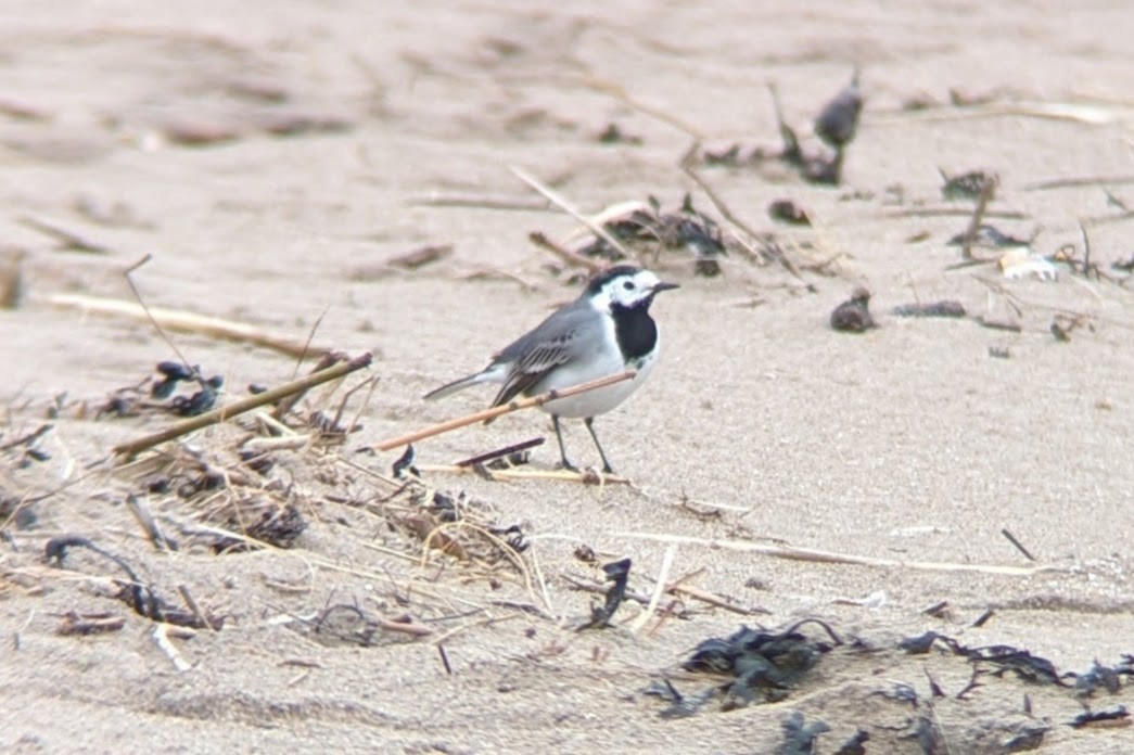 White Wagtail (White-faced) - ML617771994