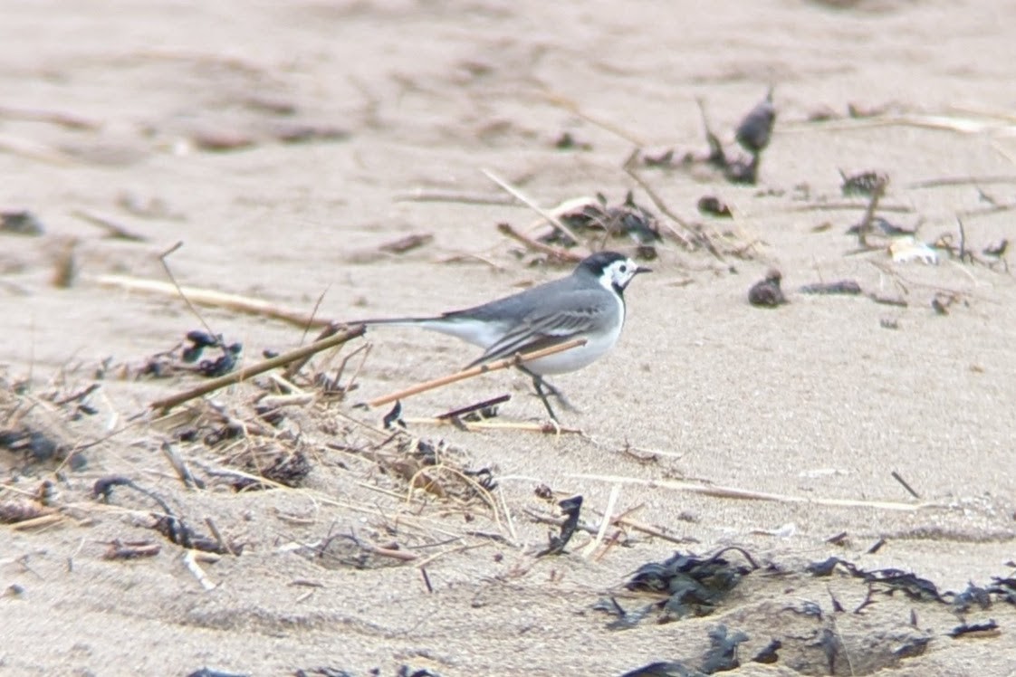 White Wagtail (White-faced) - ML617772004