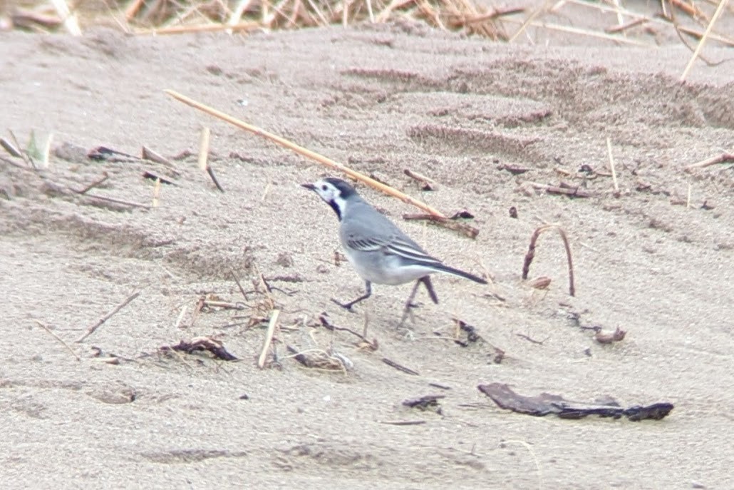 White Wagtail (White-faced) - Louis Backstrom