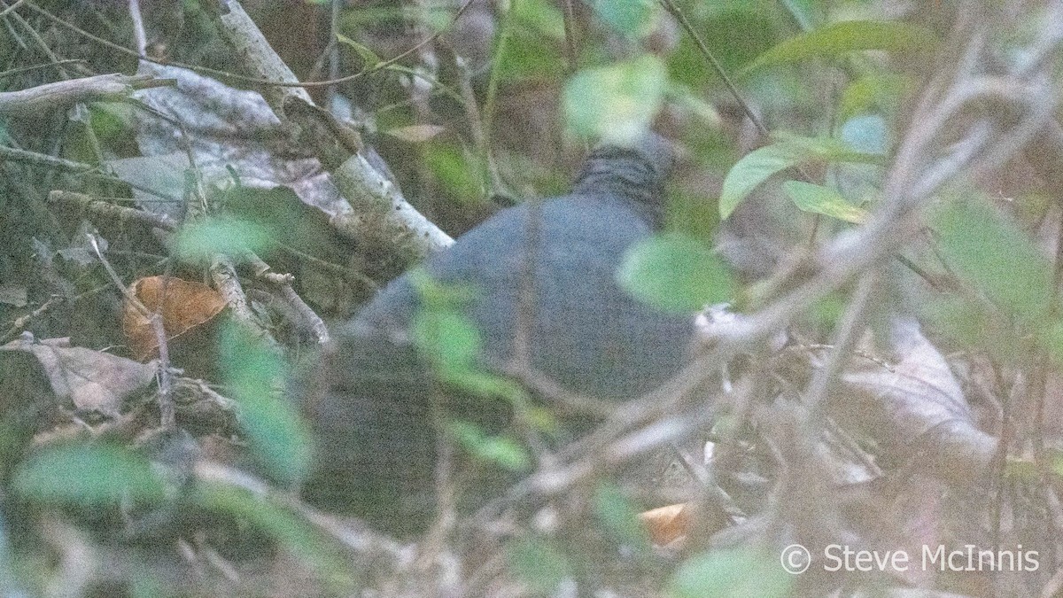 Black Wood-Pigeon - ML617772039