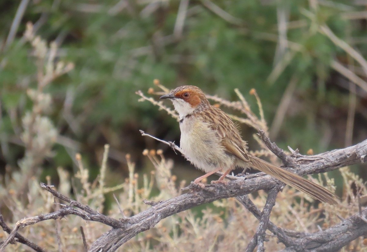 Rufous-eared Warbler - Nicholas Fordyce - Birding Africa