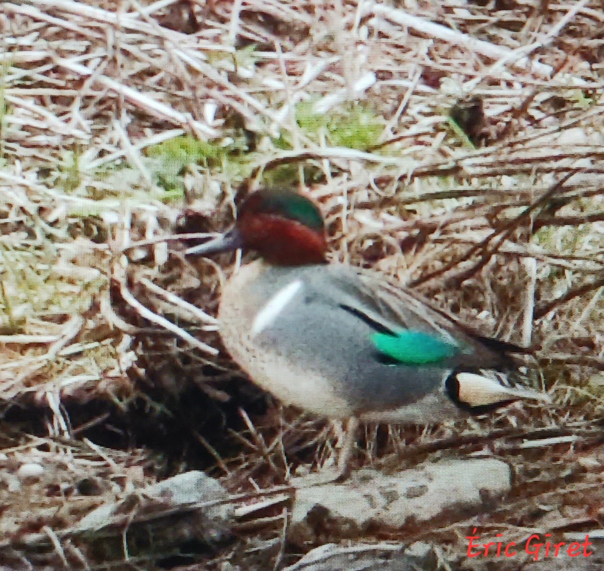 Green-winged Teal - Éric giret