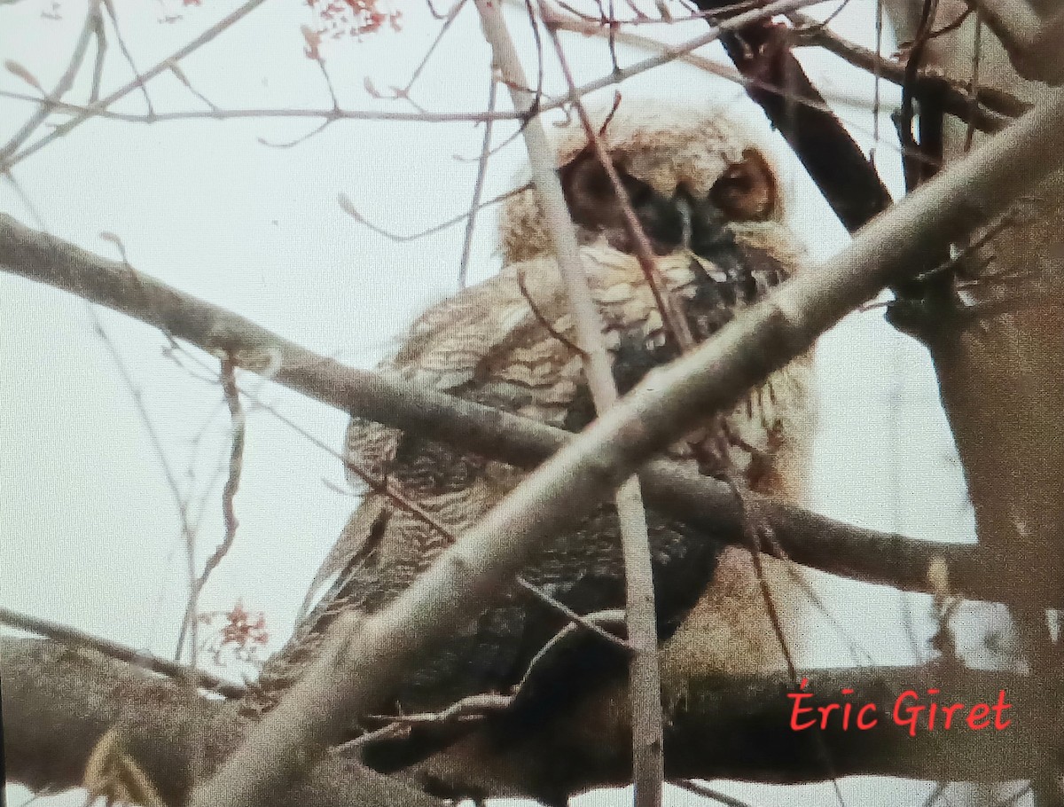 Great Horned Owl - Éric giret