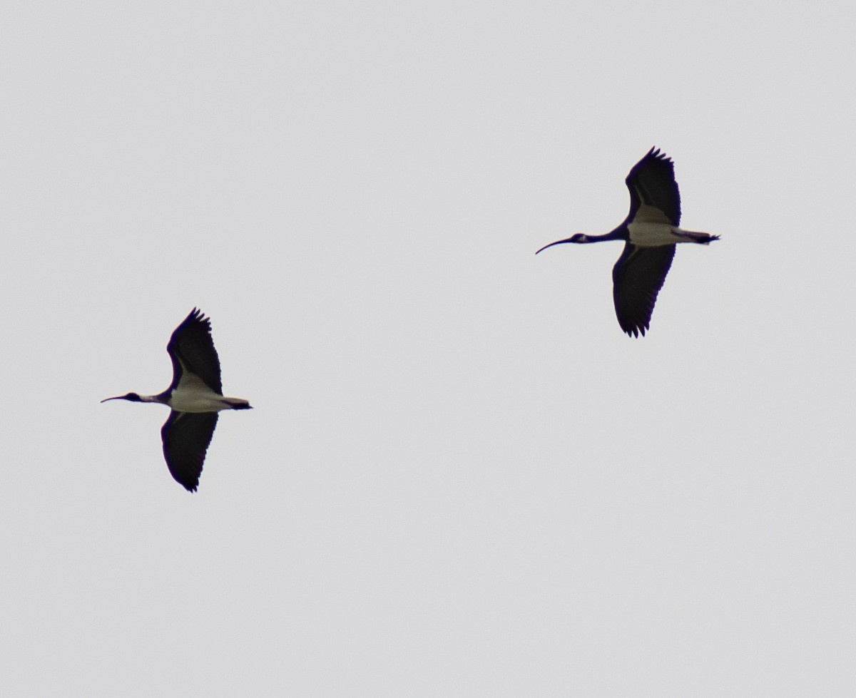 ibis slámokrký - ML617772122