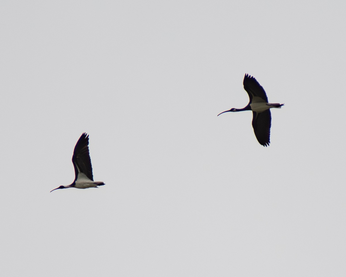 ibis slámokrký - ML617772130