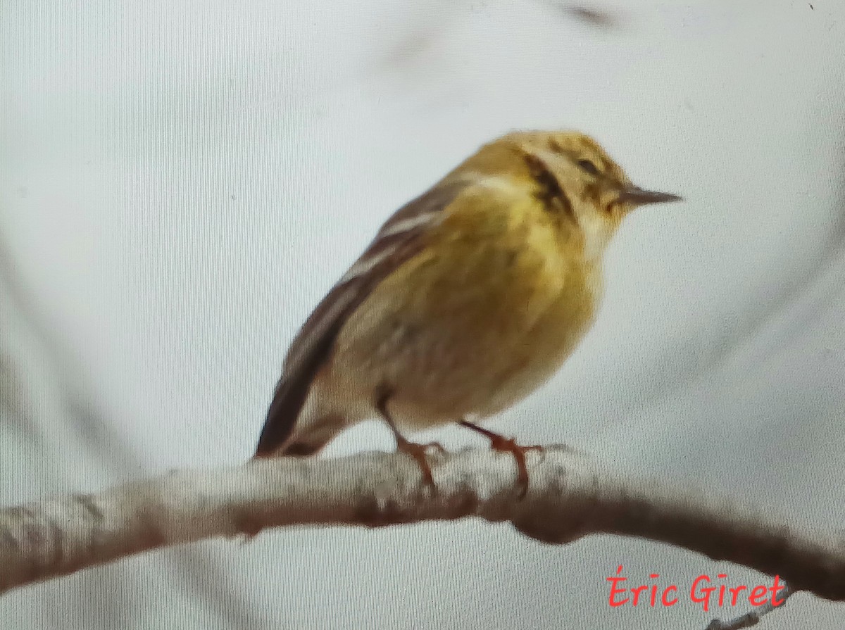 Pine Warbler - Éric giret