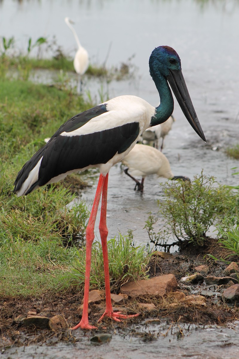 Black-necked Stork - ML617772143