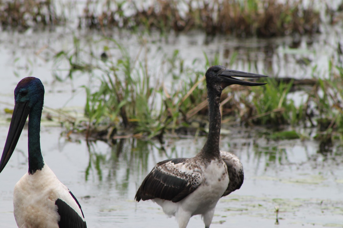 Black-necked Stork - ML617772157