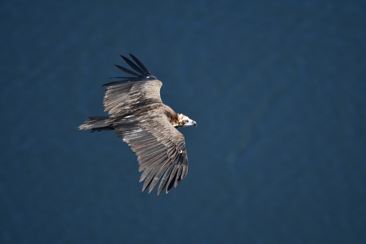 Cinereous Vulture - ML617772197