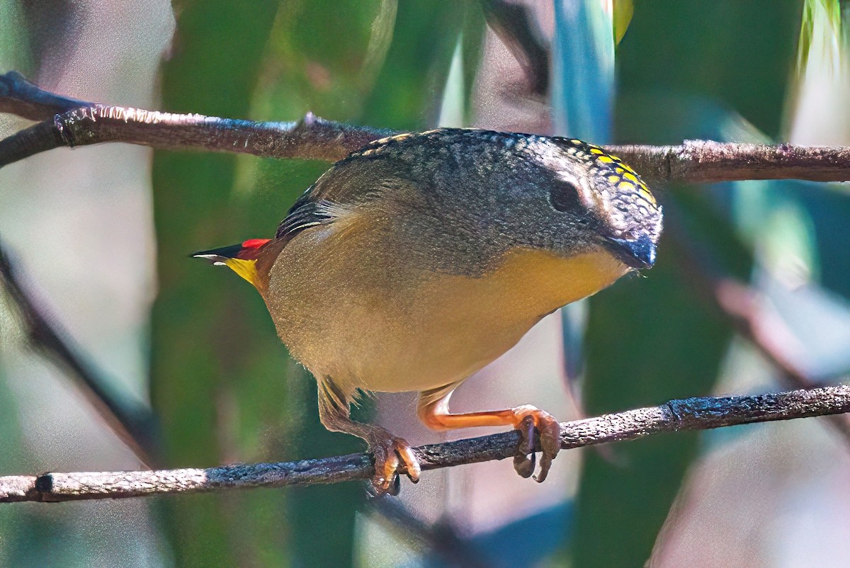Spotted Pardalote (Spotted) - ML617772202