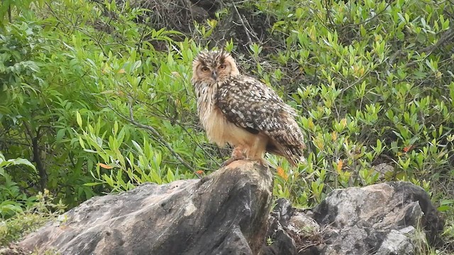 Rock Eagle-Owl - ML617772239