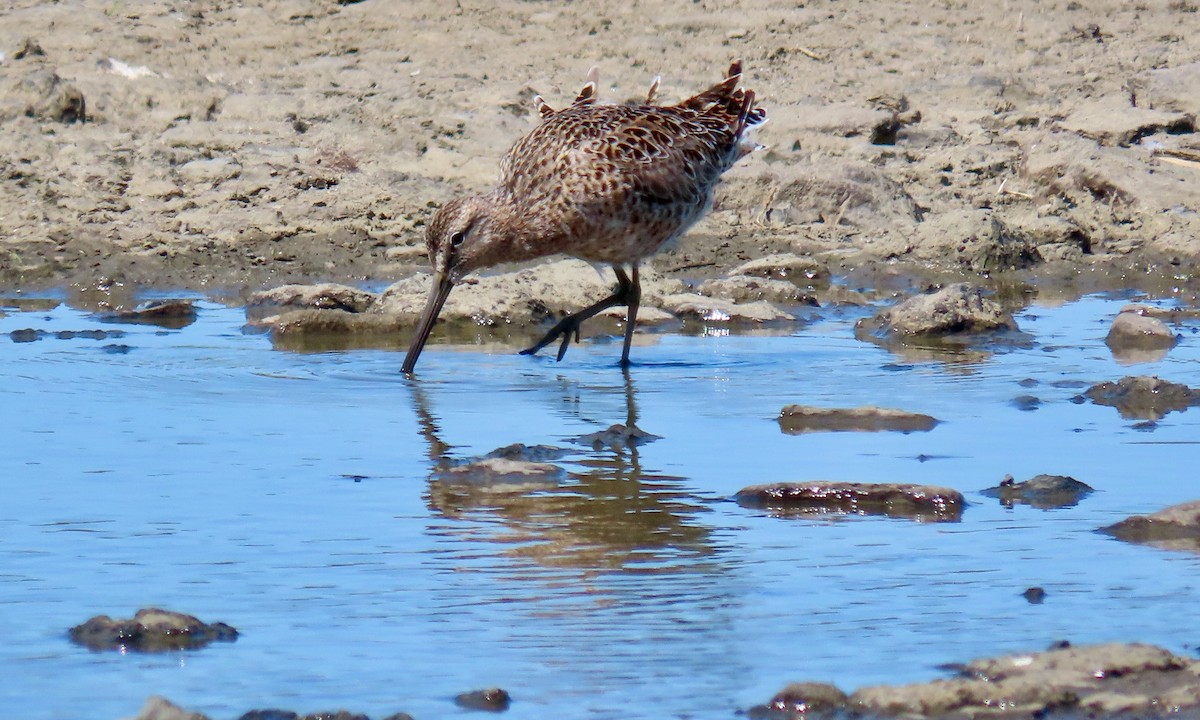 Long-billed Dowitcher - ML617772249