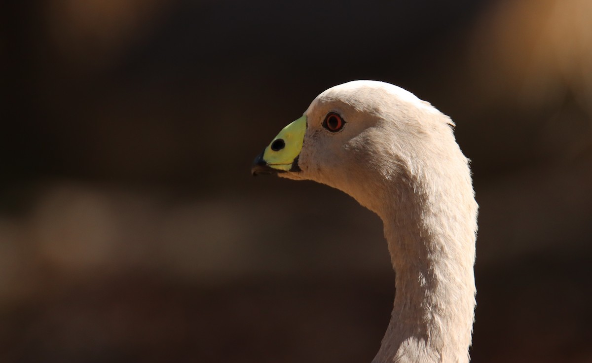 Cape Barren Goose - Sharon Redman