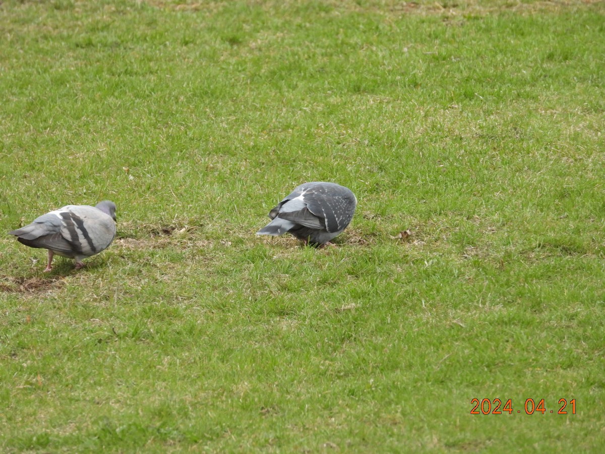 Rock Pigeon (Feral Pigeon) - ML617772263