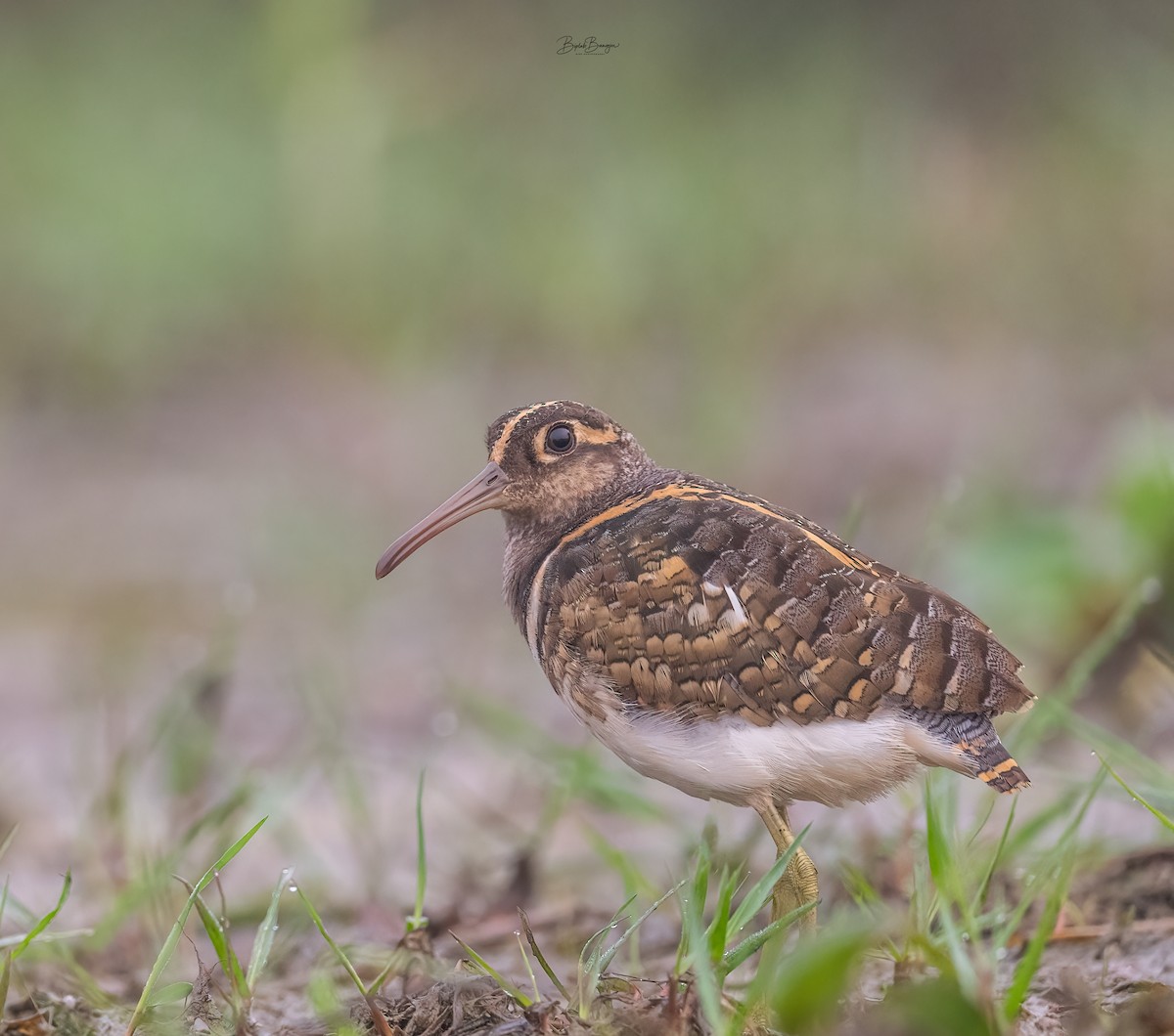 Greater Painted-Snipe - ML617772277