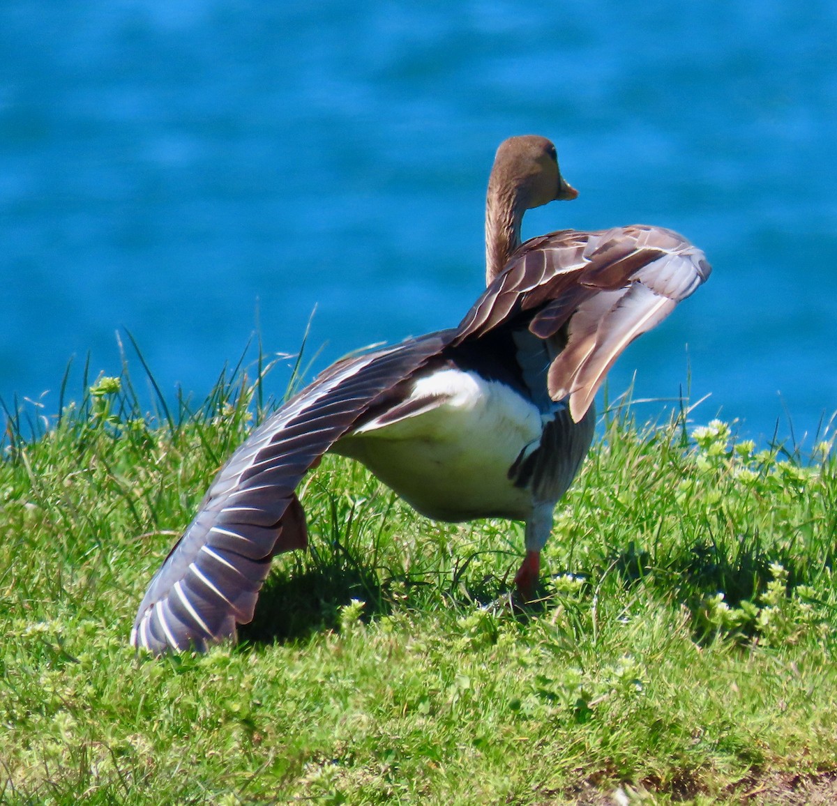 Greater White-fronted Goose - ML617772279