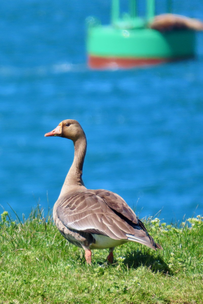 Greater White-fronted Goose - ML617772280
