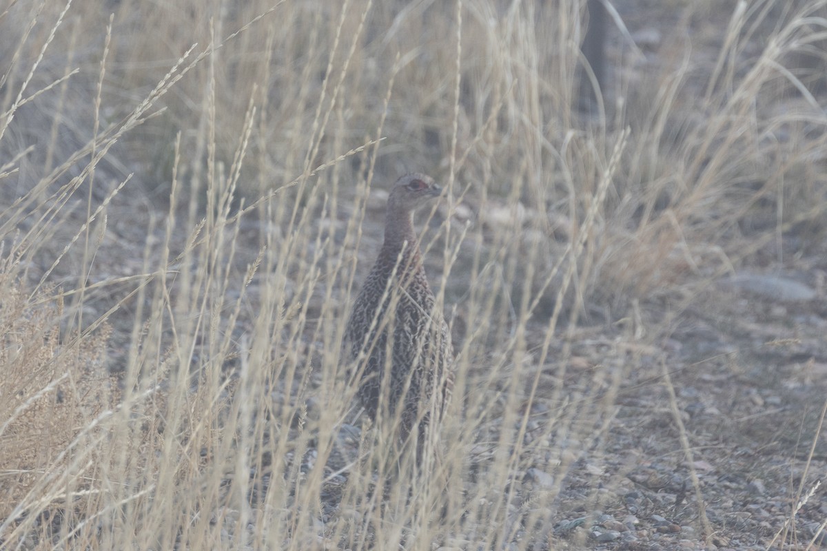 Ring-necked Pheasant - ML617772331