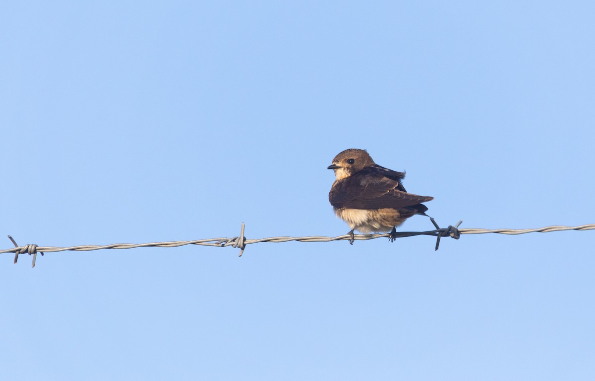South African Swallow - ML617772442