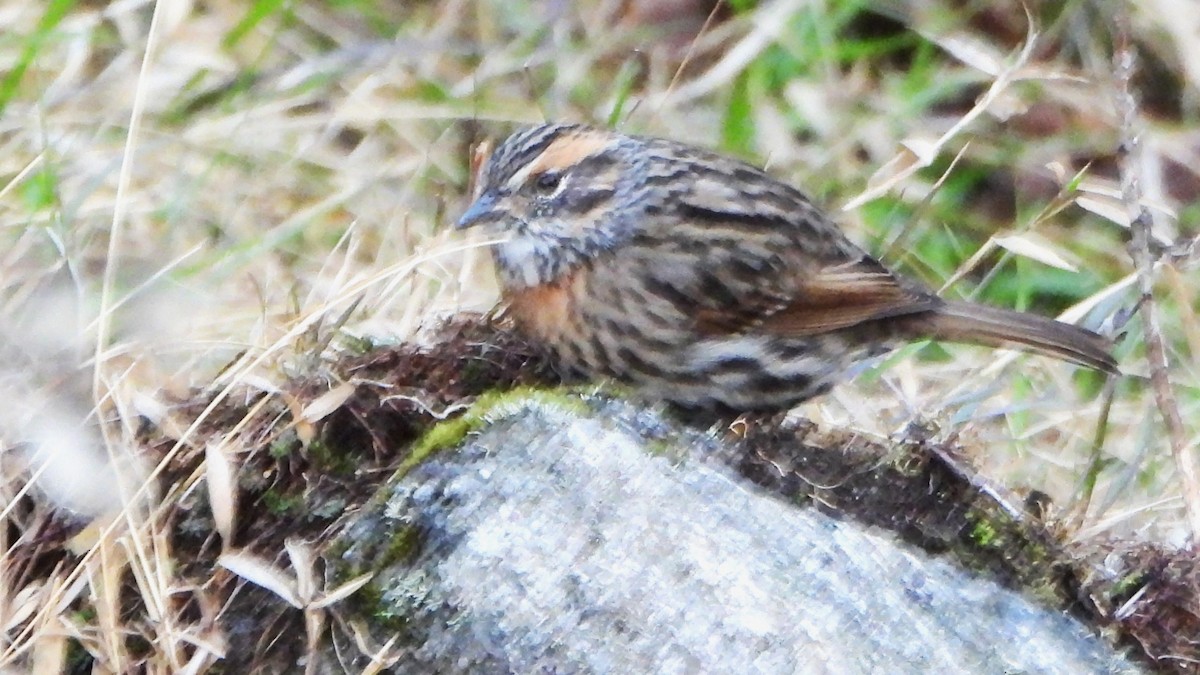 Rufous-breasted Accentor - ML617772494