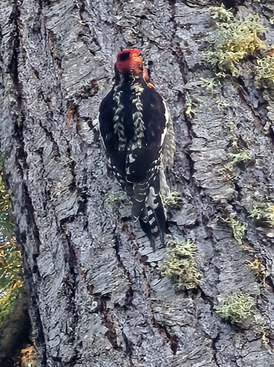 Red-naped x Red-breasted Sapsucker (hybrid) - ML617772512