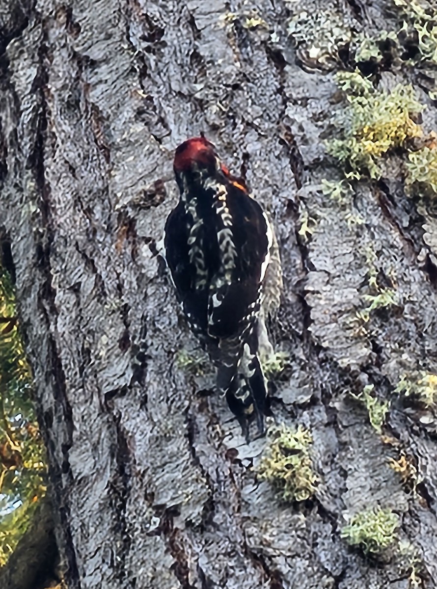 Red-naped x Red-breasted Sapsucker (hybrid) - ML617772522
