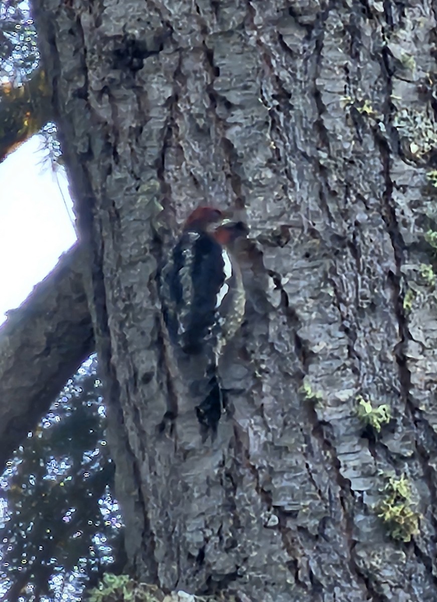 Red-naped x Red-breasted Sapsucker (hybrid) - ML617772547