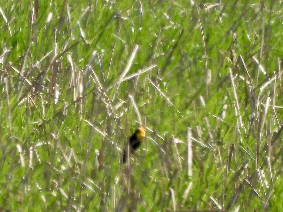 Yellow-headed Blackbird - ML617772551