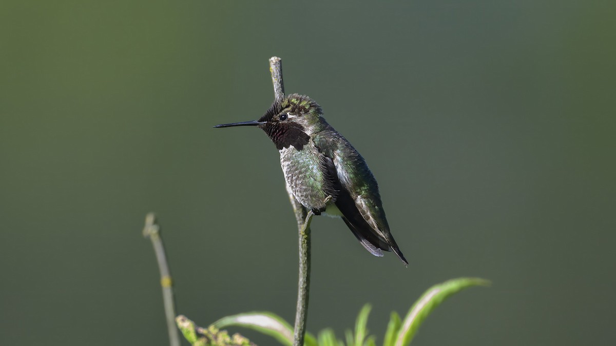 Anna's Hummingbird - Mike Gifford
