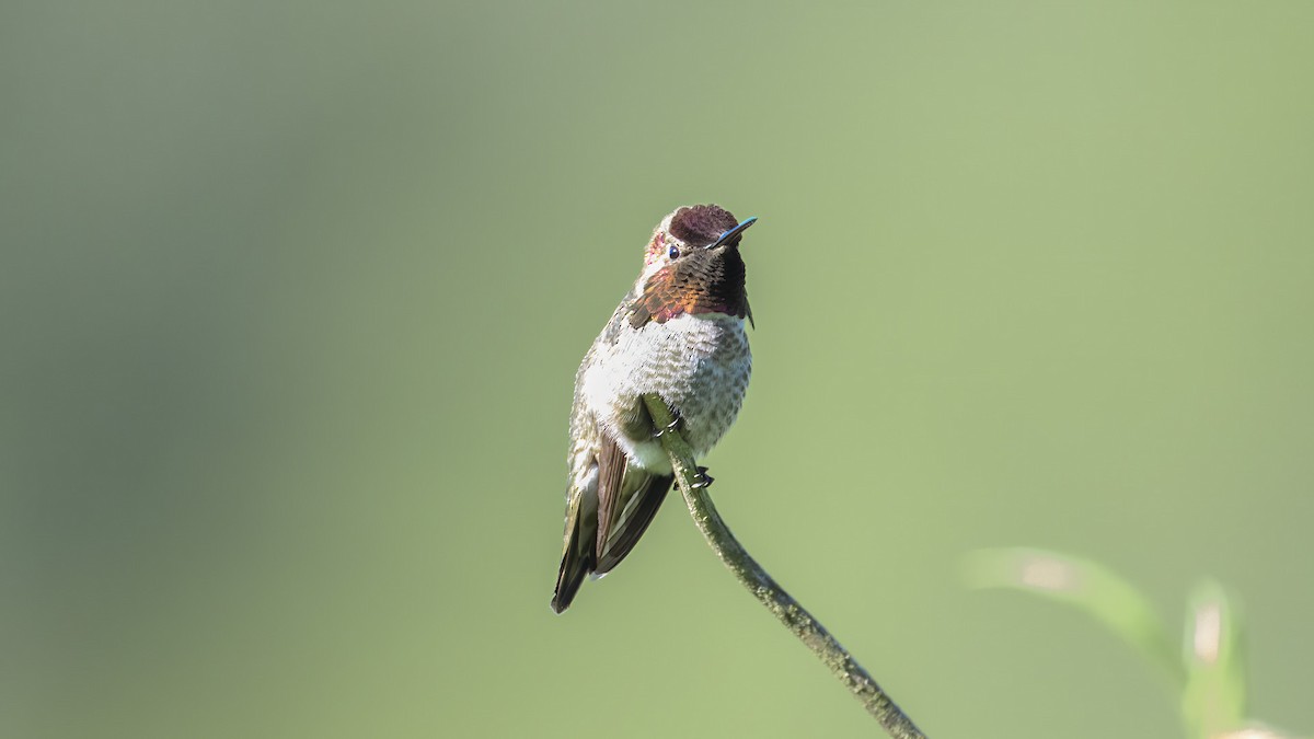 Anna's Hummingbird - ML617772588