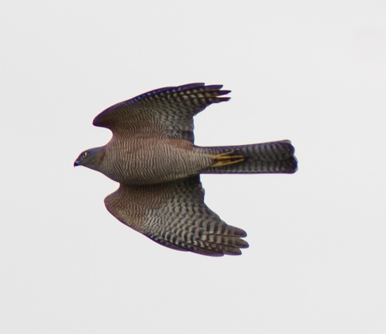 Collared Sparrowhawk - ML617772623