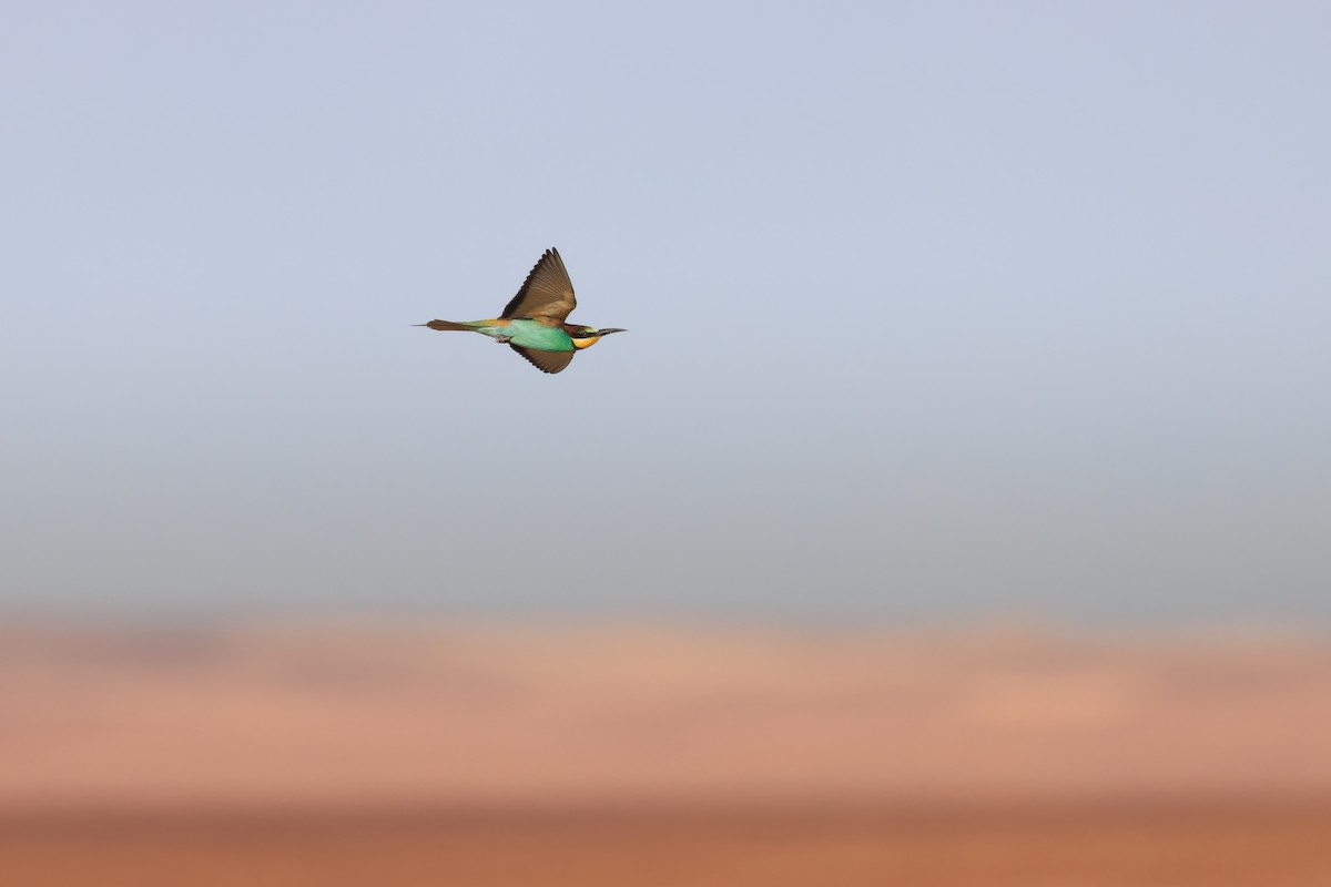 European Bee-eater - ML617772625