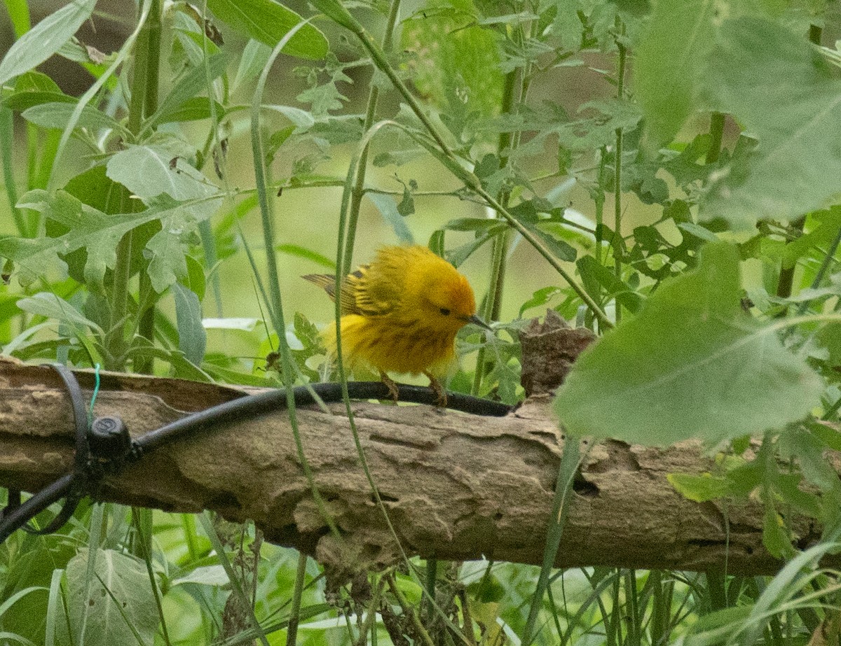 Yellow Warbler (Northern) - ML617772754