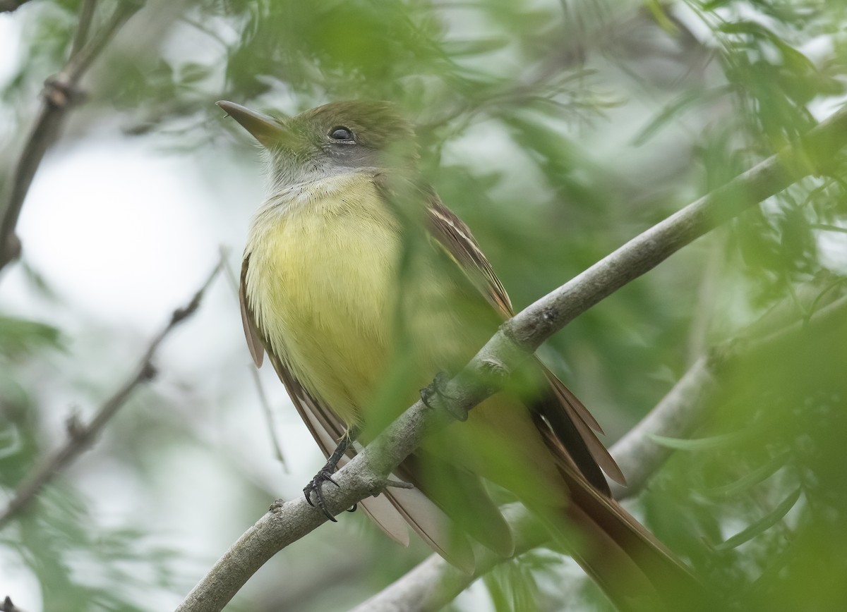 Great Crested Flycatcher - Liam Huber