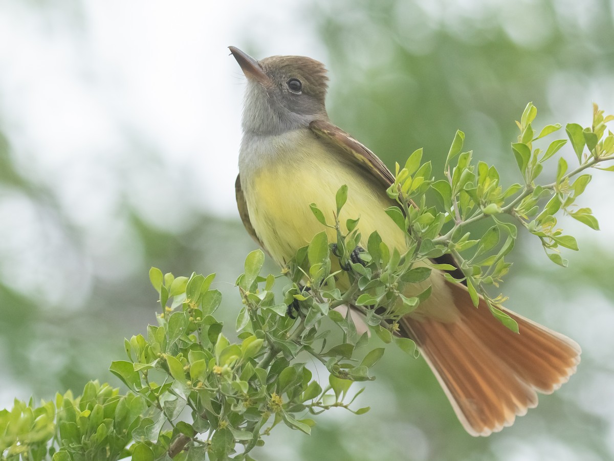 Great Crested Flycatcher - ML617772760