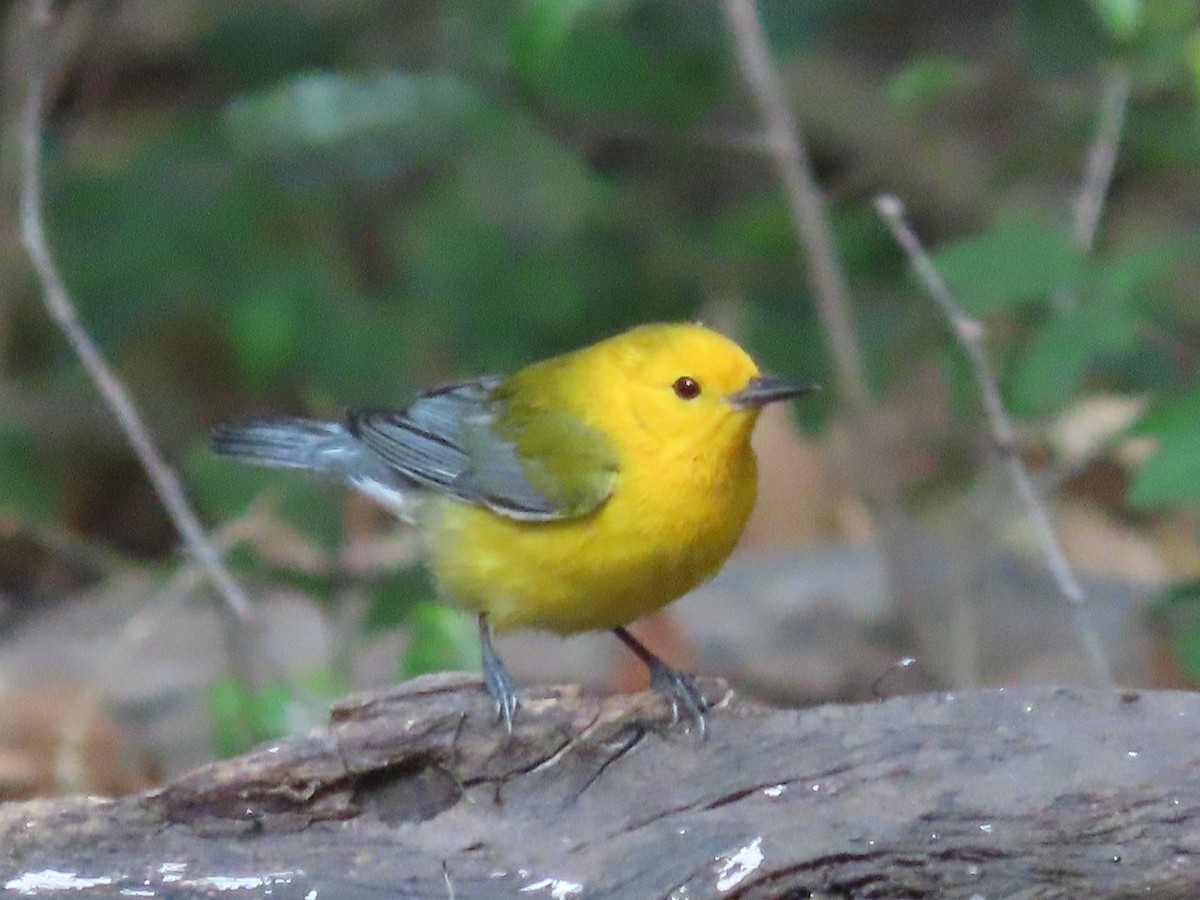 Prothonotary Warbler - ML617772777